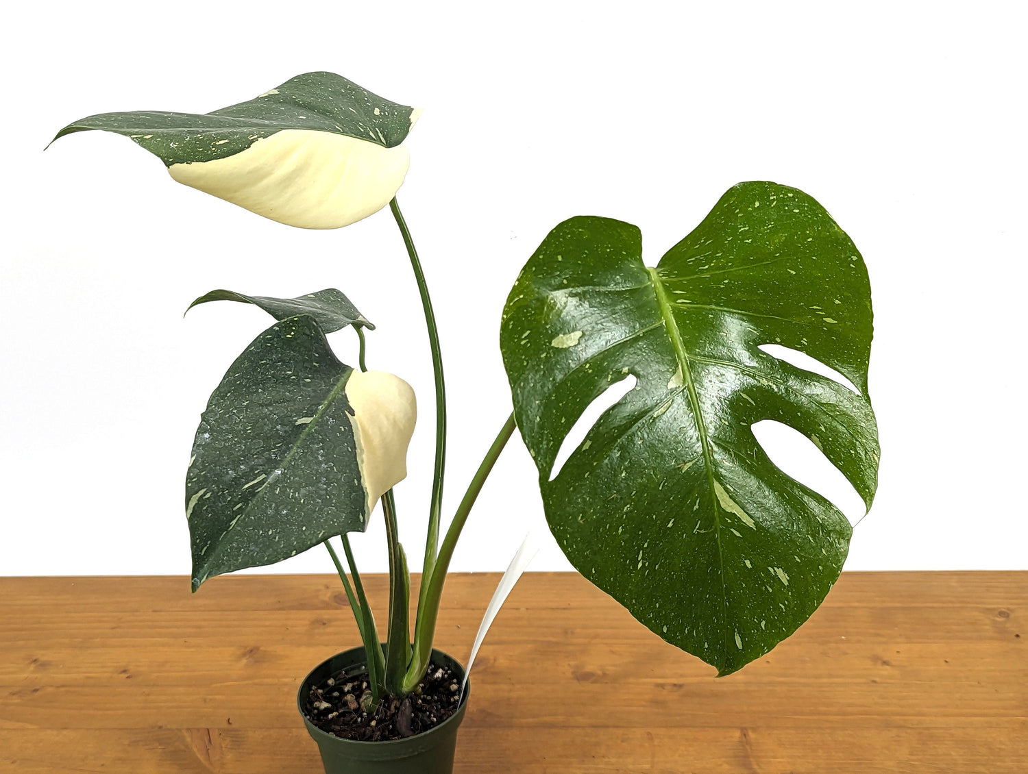 Monstera Thai Constellation Near Half Moon - Over 12&quot; Tall - Exact Plant Pictured in 4 Inch Pot 