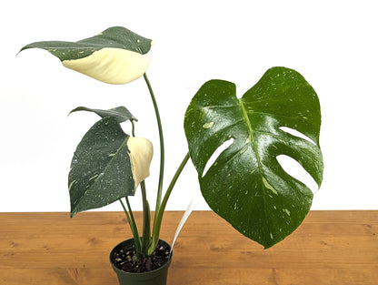 Monstera Thai Constellation Near Half Moon - Over 12&quot; Tall - Exact Plant Pictured in 4 Inch Pot 