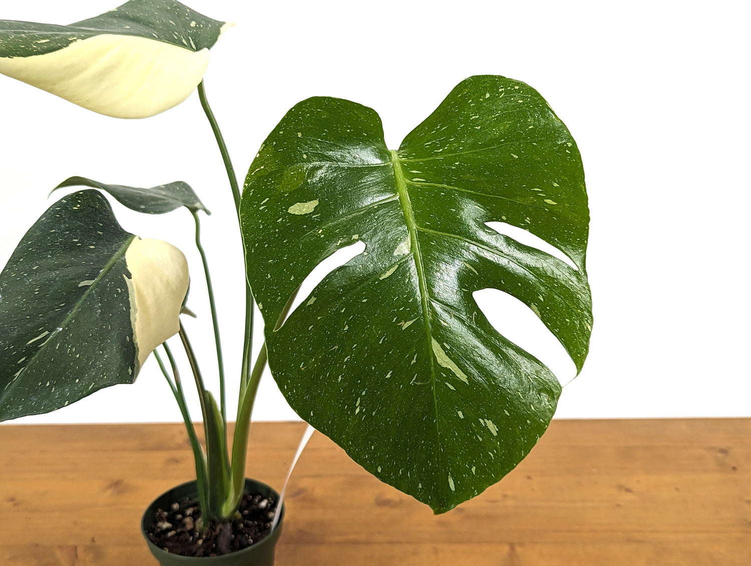 Monstera Thai Constellation Near Half Moon - Over 12&quot; Tall - Exact Plant Pictured in 4 Inch Pot 