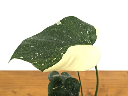 Monstera Thai Constellation Near Half Moon - Over 12&quot; Tall - Exact Plant Pictured in 4 Inch Pot 