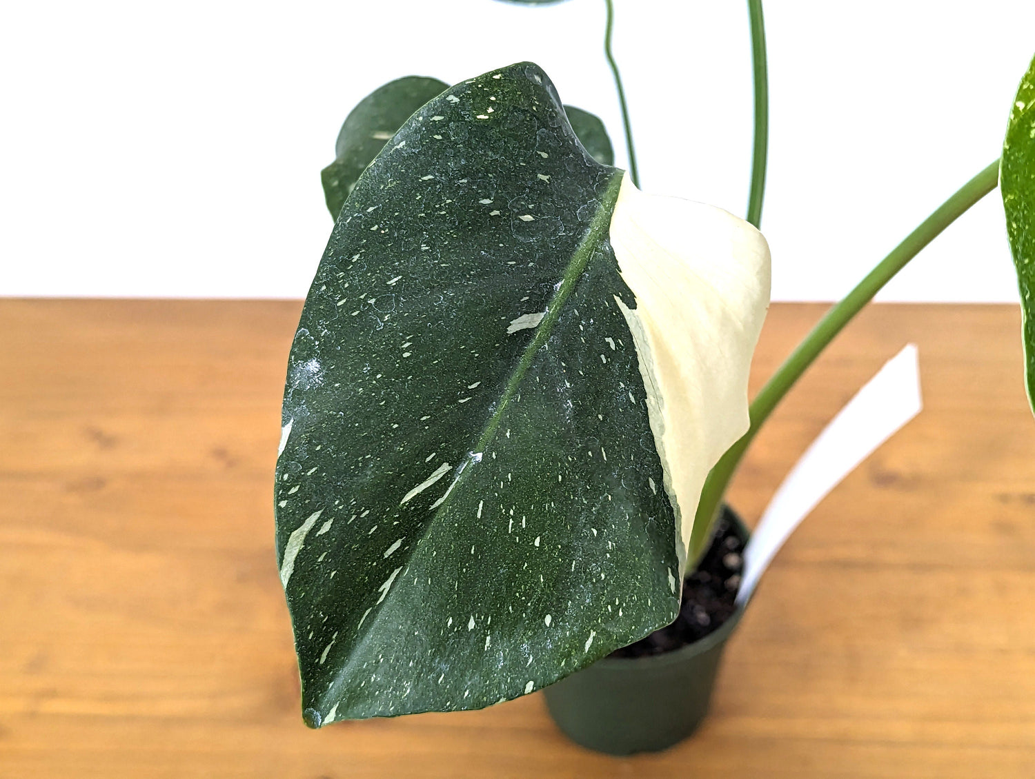 Monstera Thai Constellation Near Half Moon - Over 12&quot; Tall - Exact Plant Pictured in 4 Inch Pot 