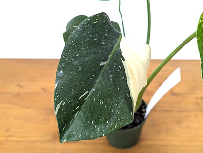 Monstera Thai Constellation Near Half Moon - Over 12&quot; Tall - Exact Plant Pictured in 4 Inch Pot 