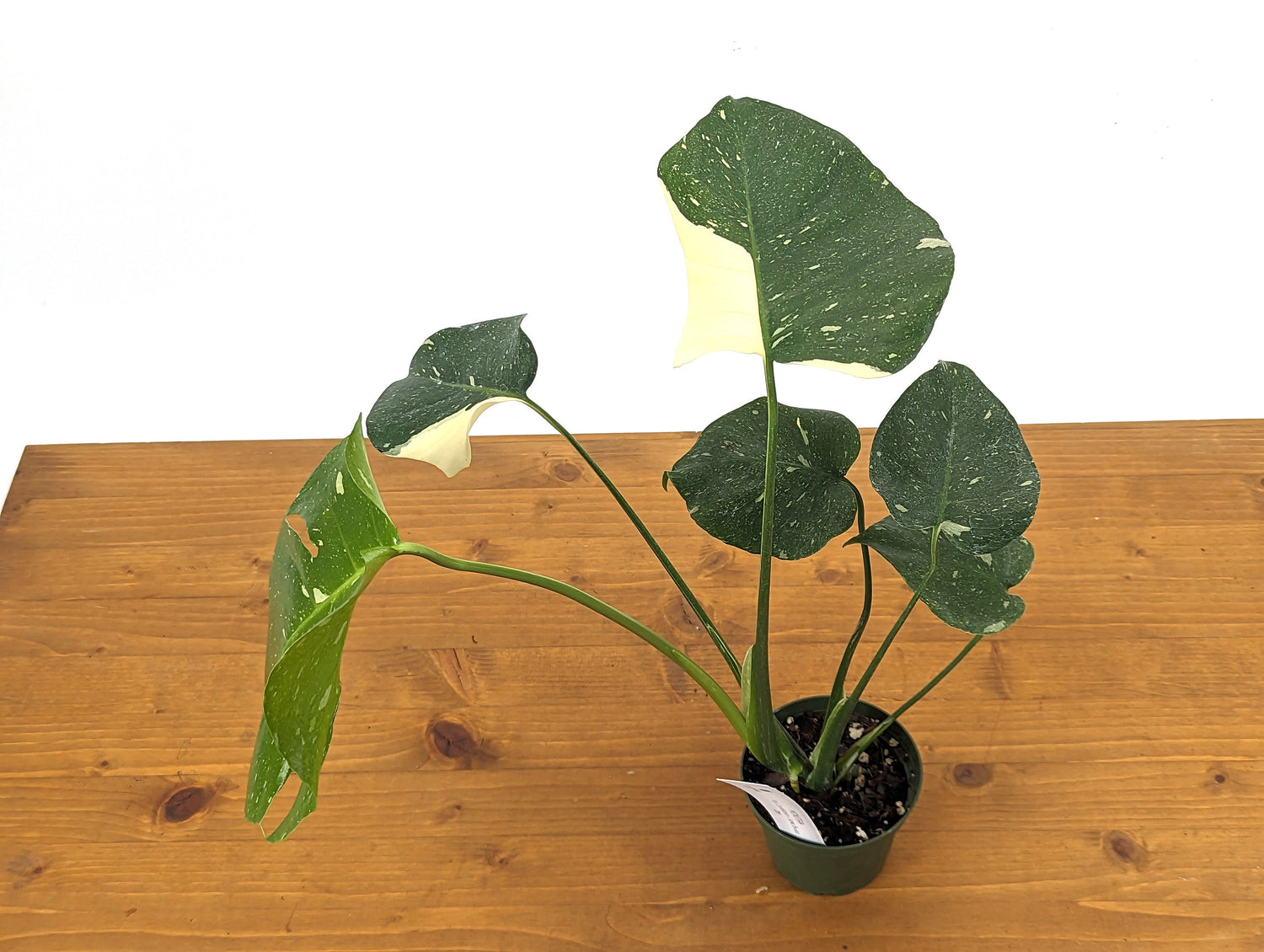 Monstera Thai Constellation Near Half Moon - Over 12&quot; Tall - Exact Plant Pictured in 4 Inch Pot 