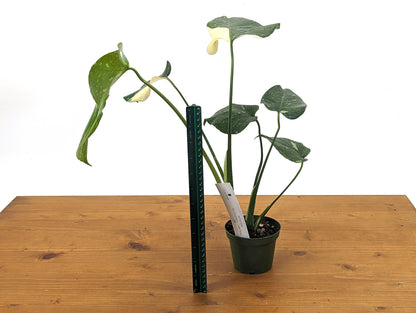 Monstera Thai Constellation Near Half Moon - Over 12&quot; Tall - Exact Plant Pictured in 4 Inch Pot 