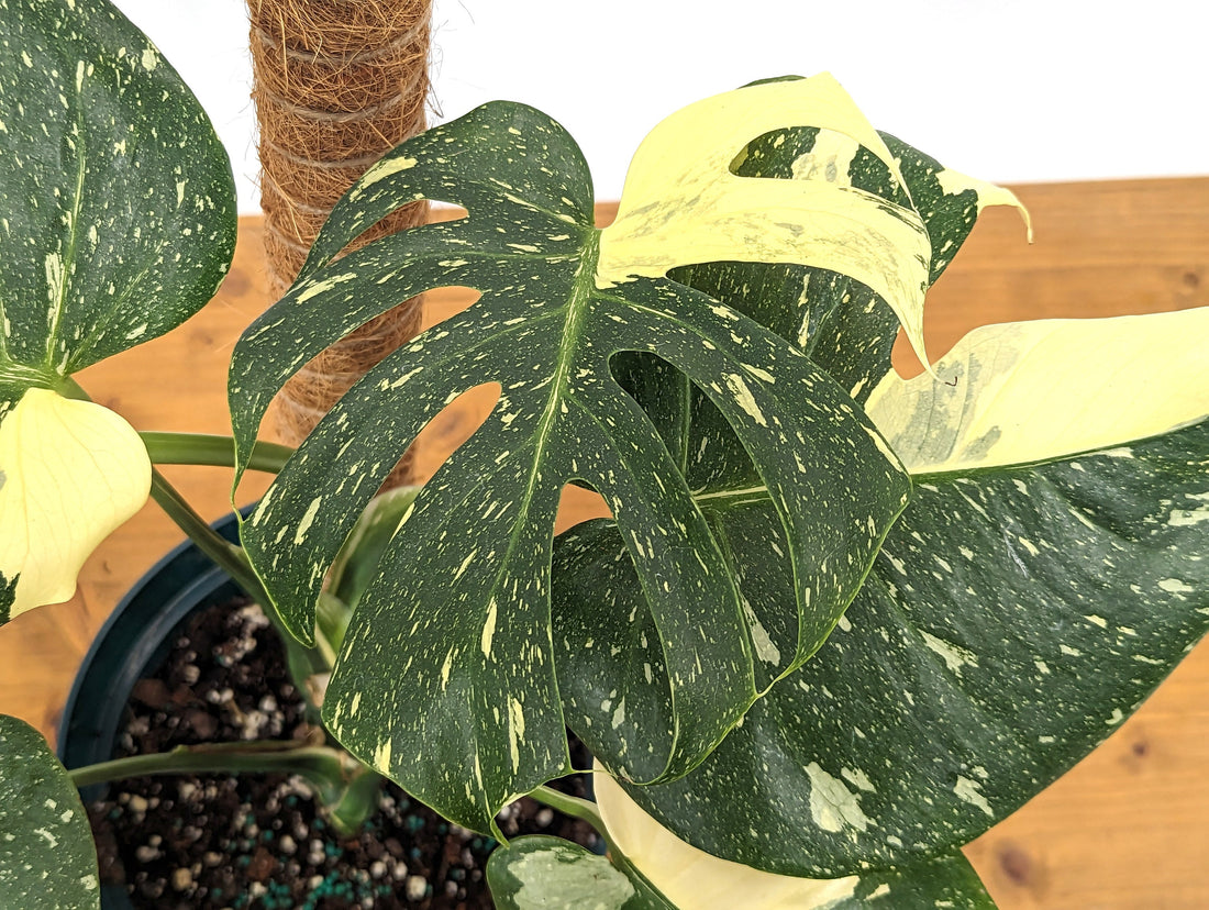 XL Monstera Thai Constellation Yellow Cream Exact Plant High Color Variegated 8 inch Pot 