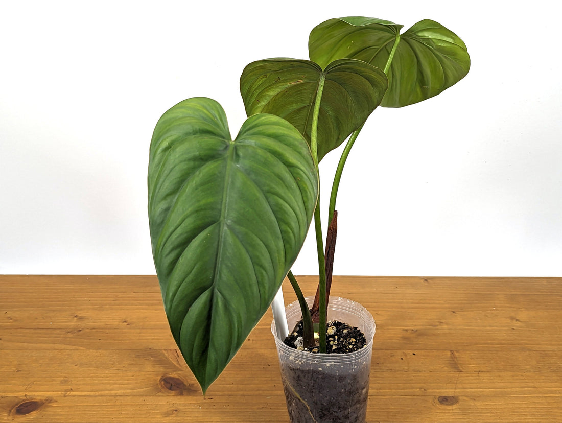 Exact Philodendron Colombia Silver/Platinum - 4 inch pot Live Indoor Air Purifying House Plant