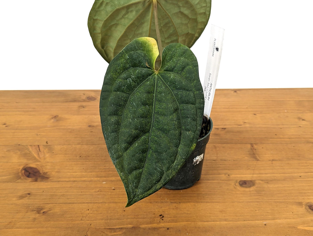 EXACT Anthurium &