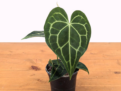 Anthurium Clarinervium 4 Inch Pot