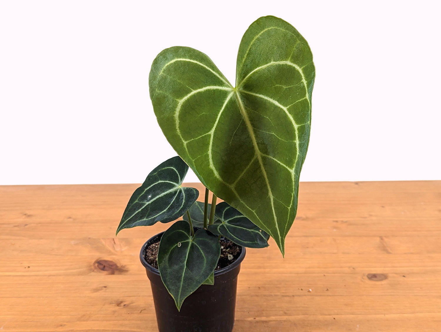 Anthurium Clarinervium 4 Inch Pot