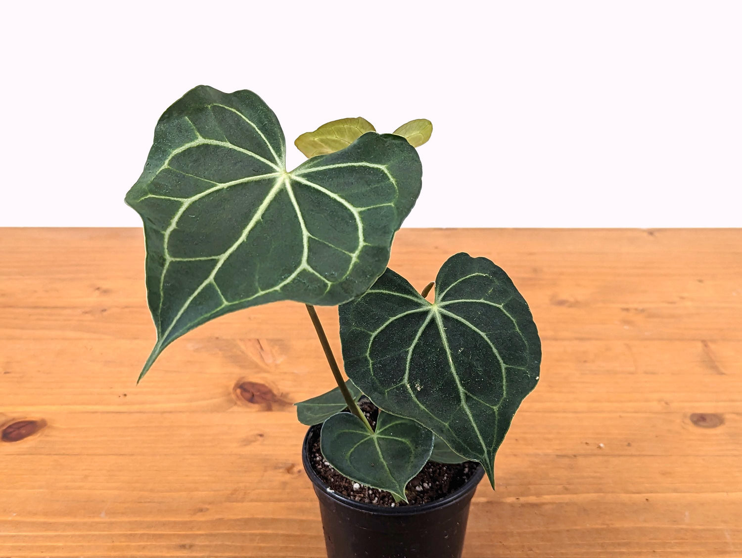 Anthurium Clarinervium 4 Inch Pot