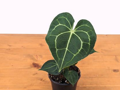 Anthurium Clarinervium 4 Inch Pot