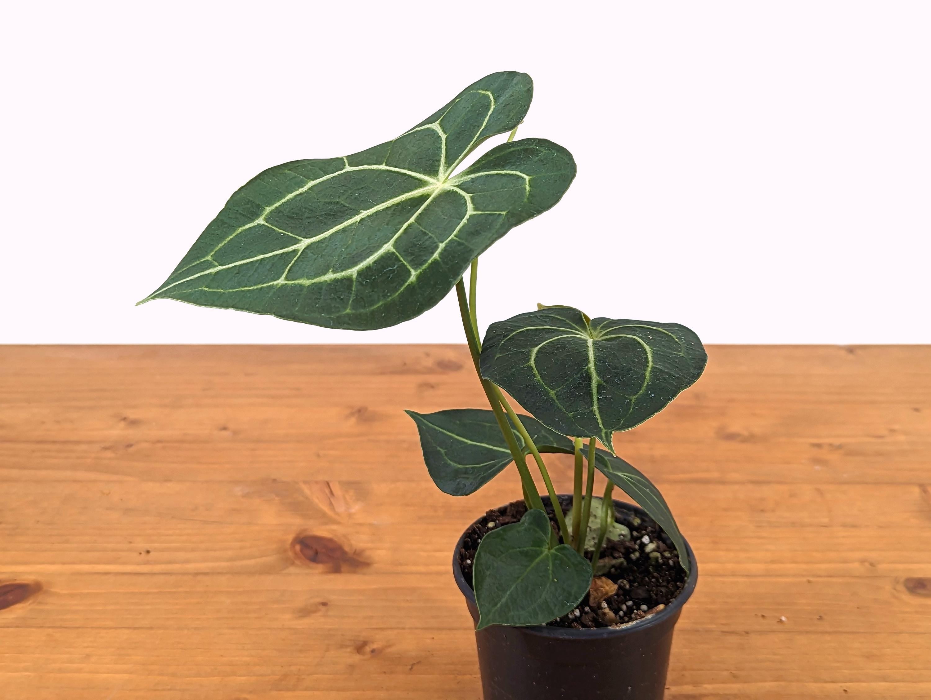 Anthurium Clarinervium 4 Inch Pot