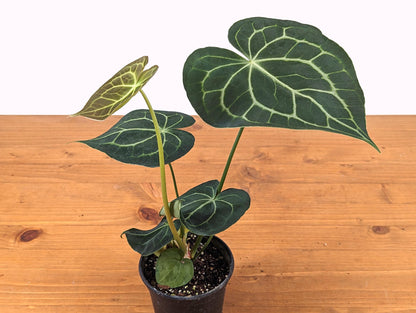 Anthurium Clarinervium 4 Inch Pot