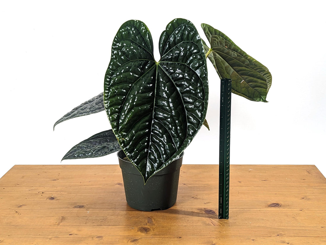 EXACT XL Anthurium Luxurians - Extra Large Size Over 12 Inches Tall in 6 Inch Pot Live Plant 