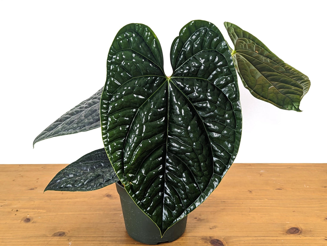 EXACT XL Anthurium Luxurians - Extra Large Size Over 12 Inches Tall in 6 Inch Pot Live Plant 