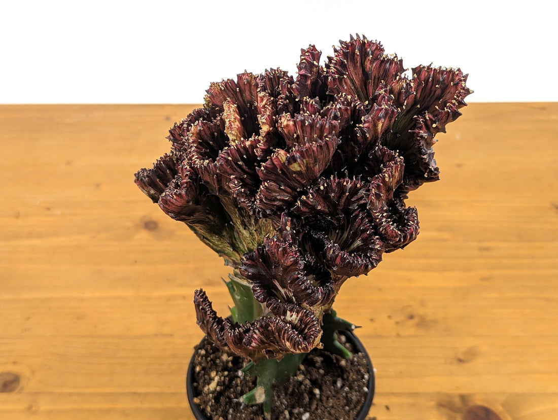 Mermaid Tail Cactus Crested Euphorbia Red Crimson in 4&quot; pot