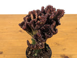 Red Mermaid Tail Cactus