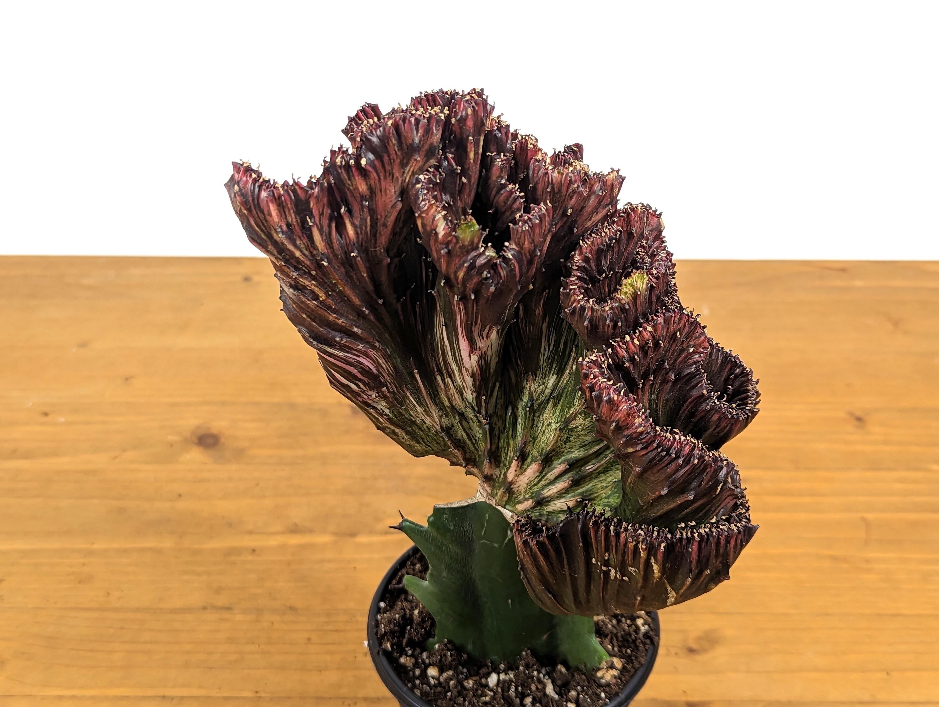 Mermaid Tail Cactus Crested Euphorbia Red Crimson in 4&quot; pot