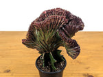 Red Mermaid Tail Cactus
