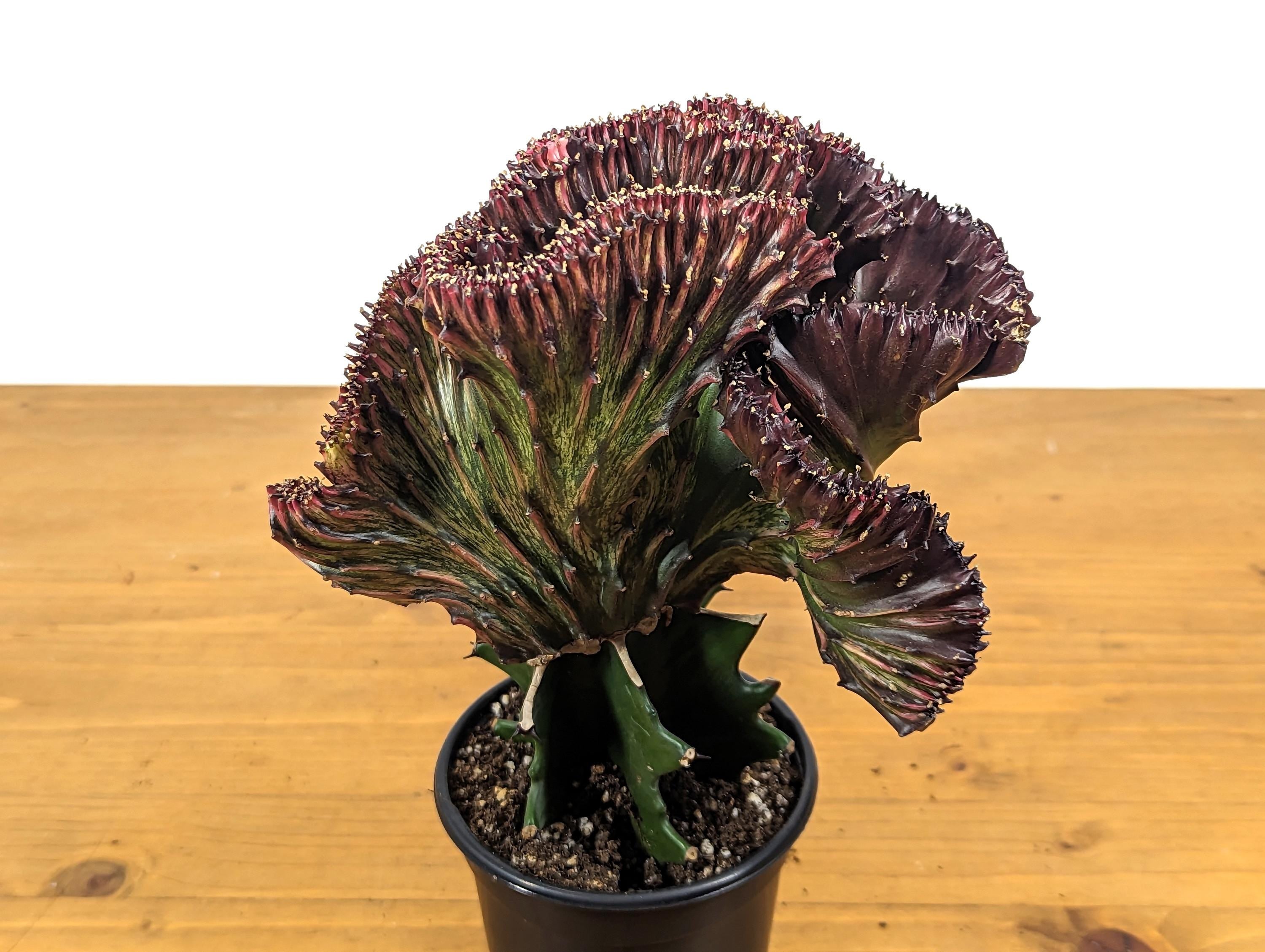 Mermaid Tail Cactus Crested Euphorbia Red Crimson in 4&quot; pot