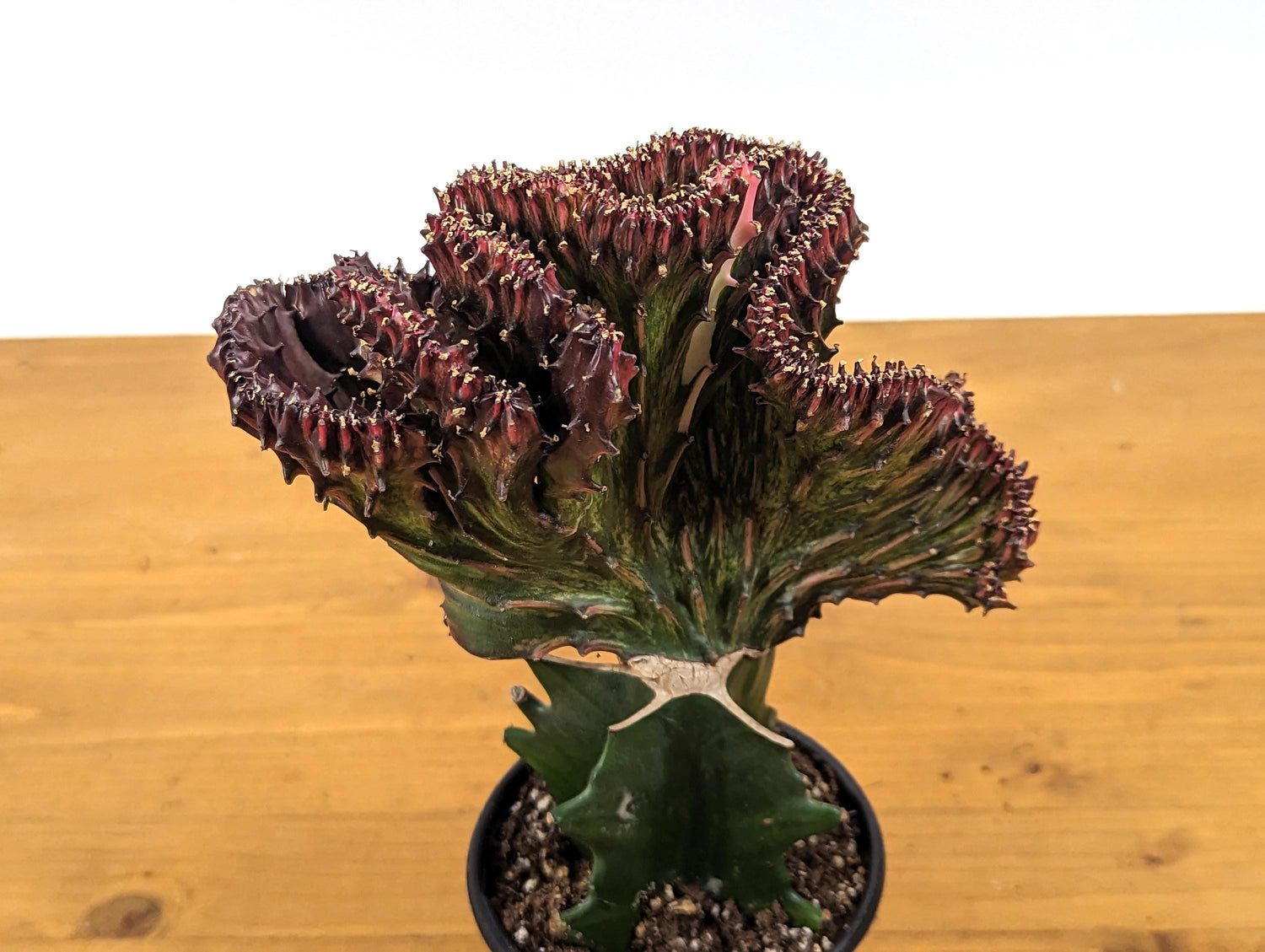 Mermaid Tail Cactus Crested Euphorbia Red Crimson in 4&quot; pot