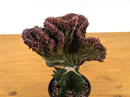 Mermaid Tail Cactus Crested Euphorbia Red Crimson in 4&quot; pot