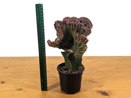 Mermaid Tail Cactus Crested Euphorbia Red Crimson in 4&quot; pot