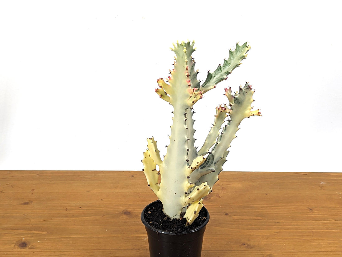 Ghost Cactus Euphorbia Lactea (Dragon Bones, Candelabra) 4 inch pot Grower&