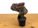 Red Mermaid Tail Cactus