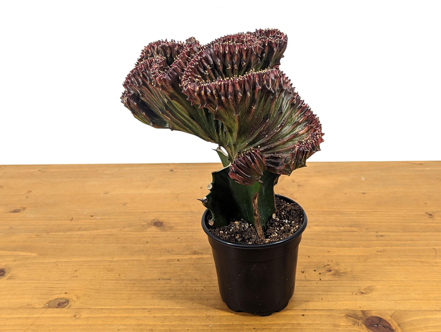 Mermaid Tail Cactus Crested Euphorbia Red Crimson in 4&quot; pot