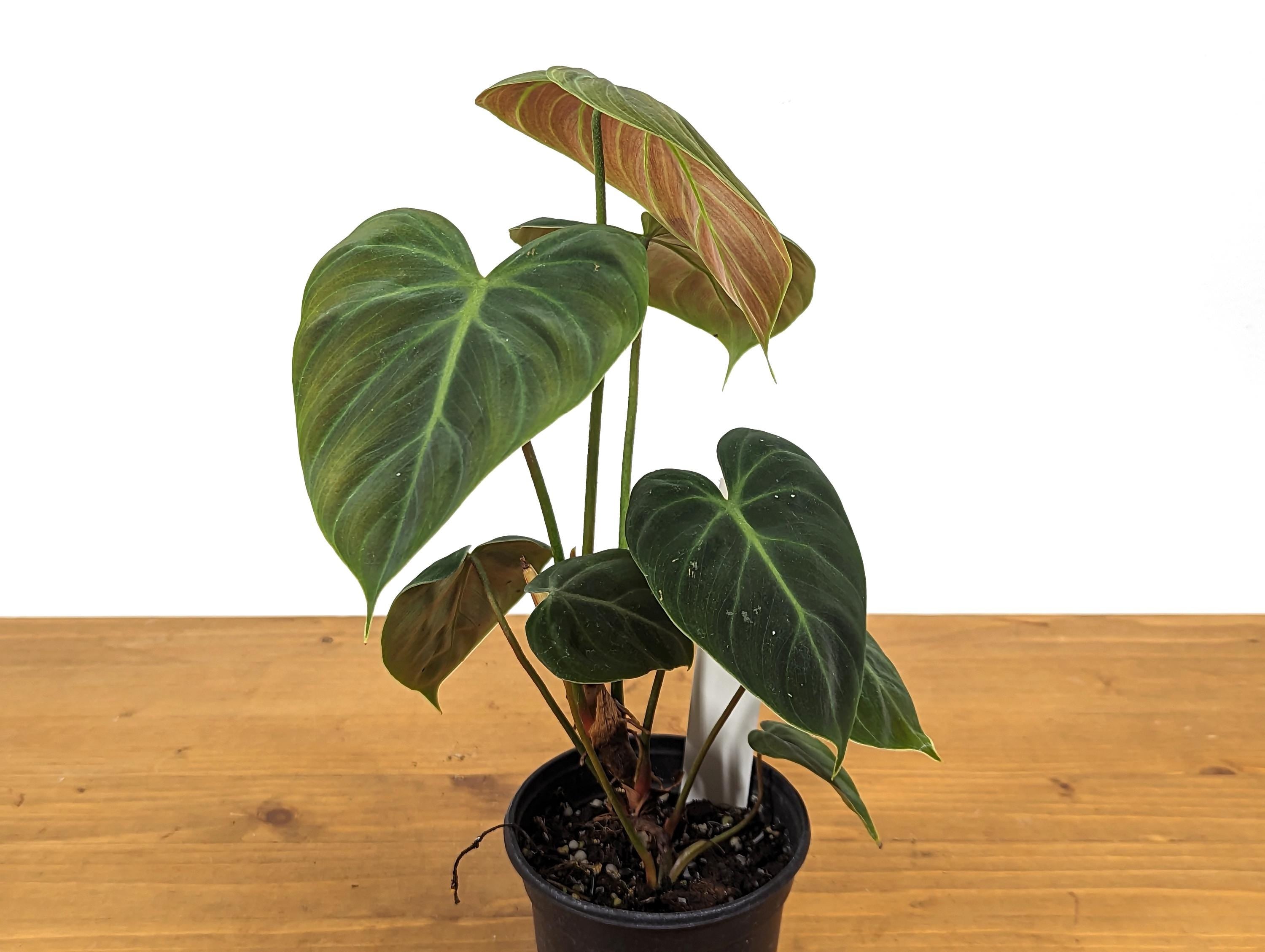 Exact Philodendron Rubrijuvenile &