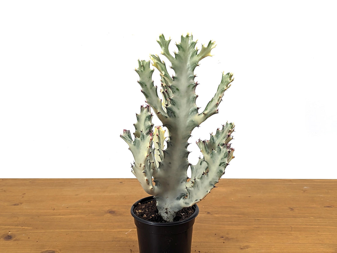 Ghost Cactus Euphorbia Lactea (Dragon Bones, Candelabra) 4 inch pot Grower&