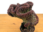 Red Mermaid Tail Cactus