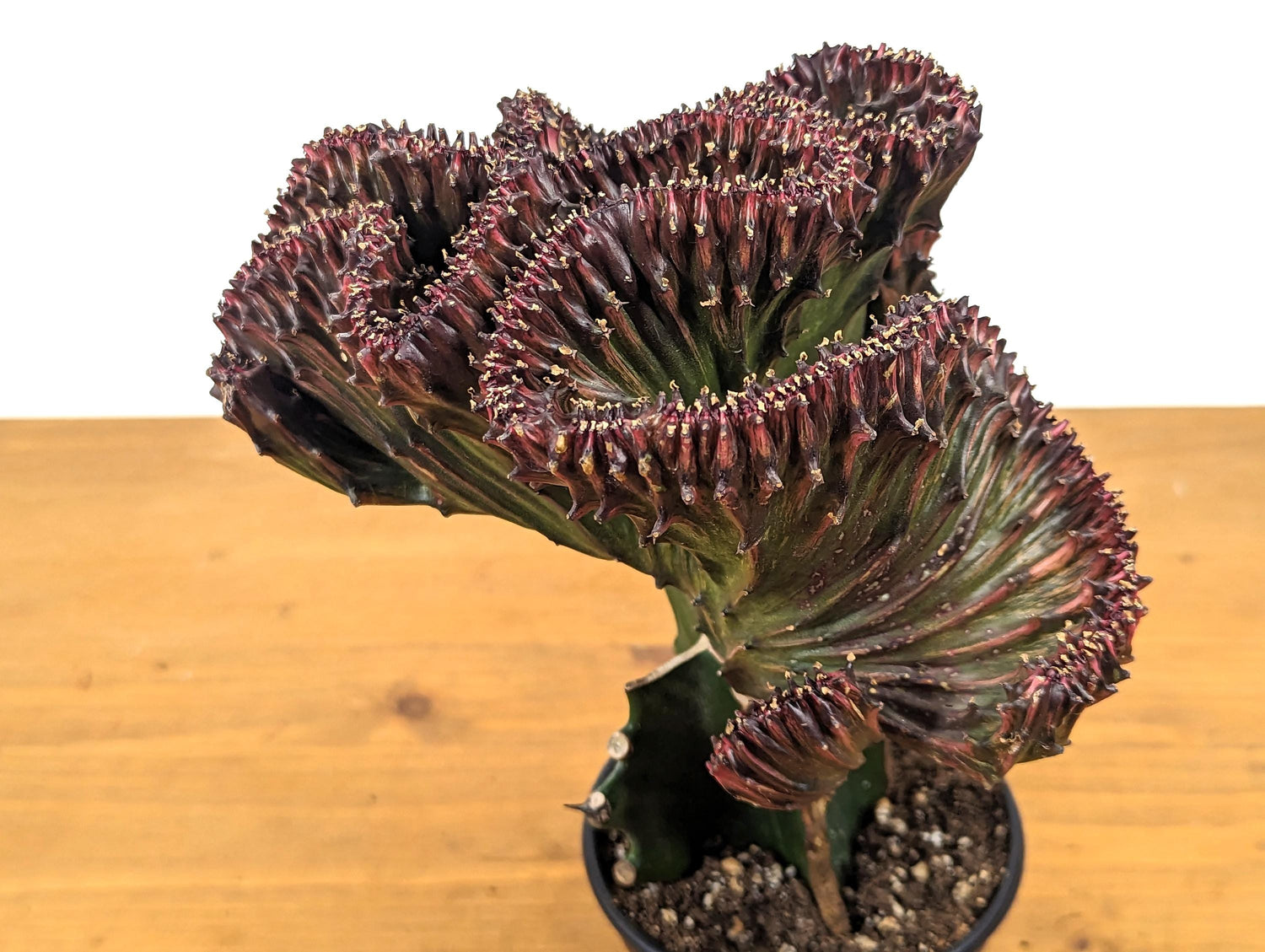 Mermaid Tail Cactus Crested Euphorbia Red Crimson in 4&quot; pot