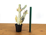 Ghost Cactus (Euphorbia Lactea)