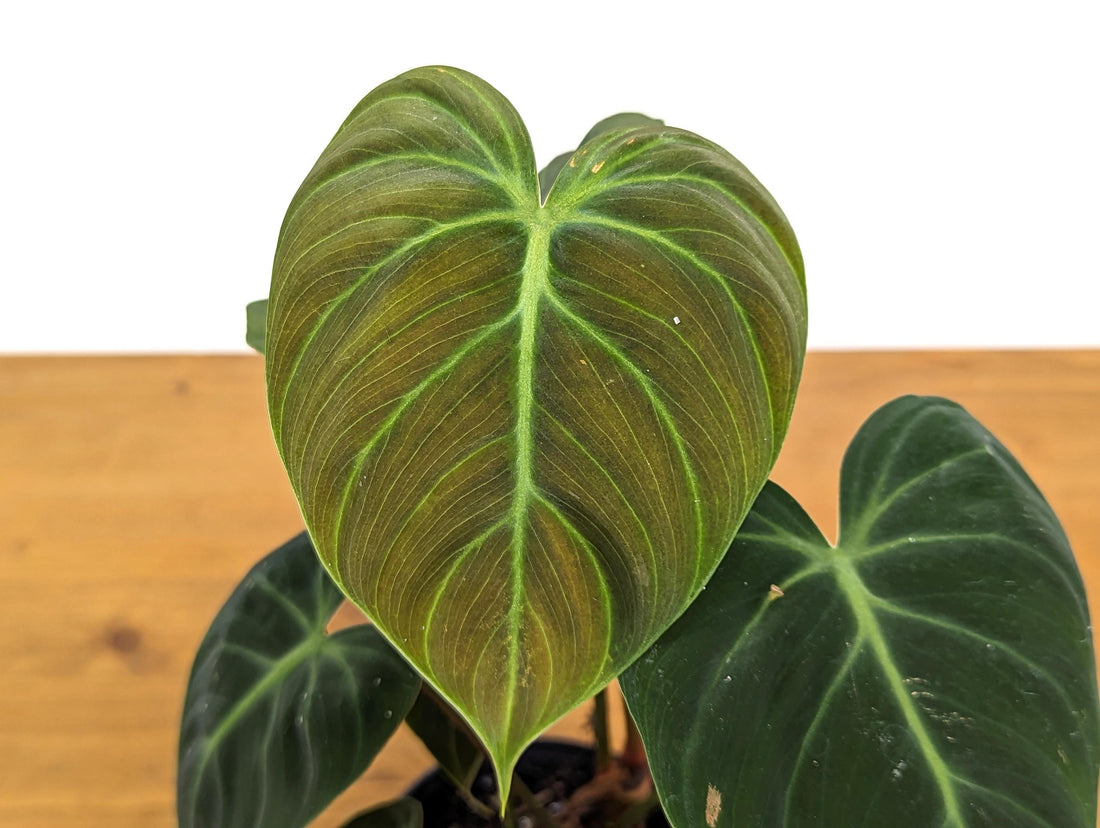 Exact Philodendron Rubrijuvenile &