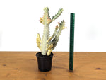Ghost Cactus (Euphorbia Lactea)