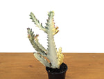 Ghost Cactus (Euphorbia Lactea)