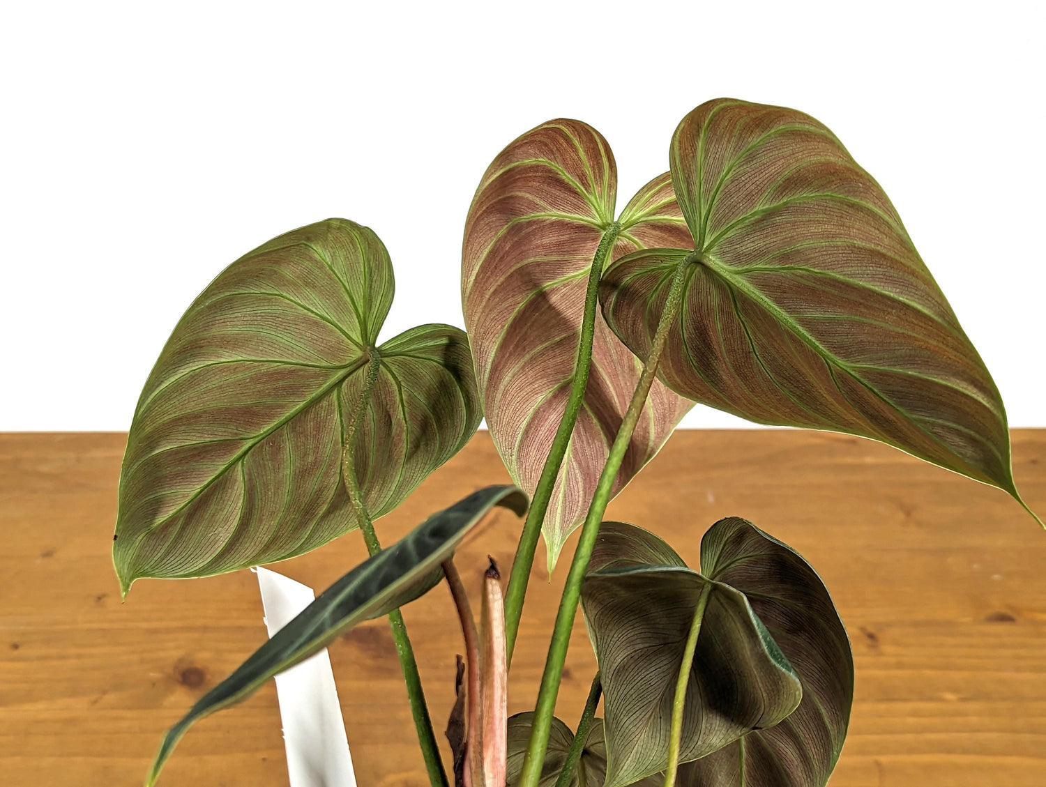 Exact Philodendron Rubrijuvenile &