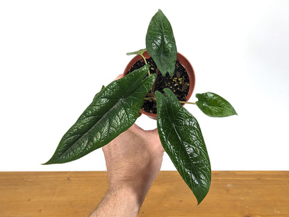 Alocasia Scalprum in 4 inch pot