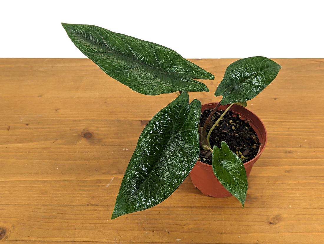 Alocasia Scalprum in 4 inch pot