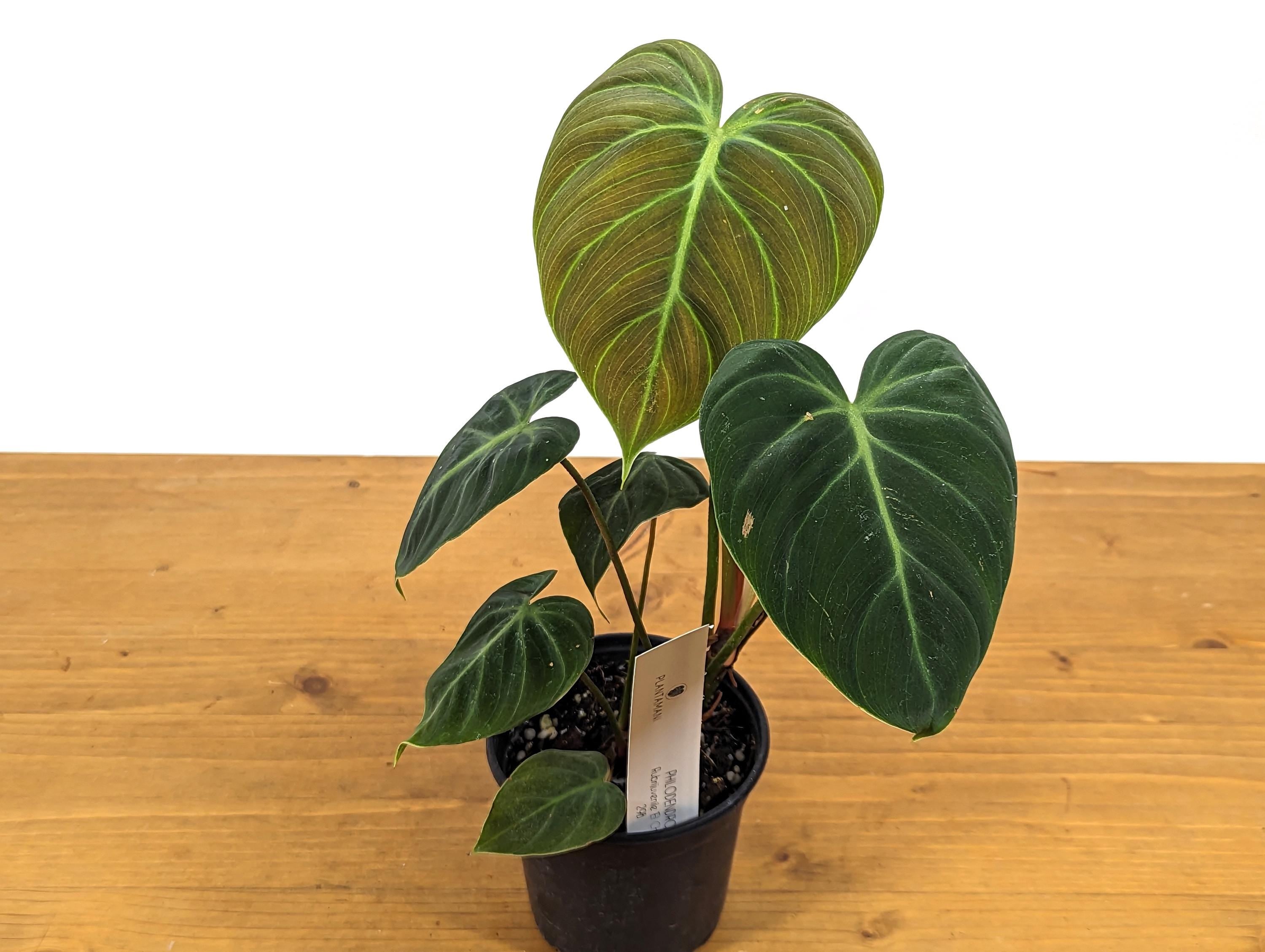 Exact Philodendron Rubrijuvenile &