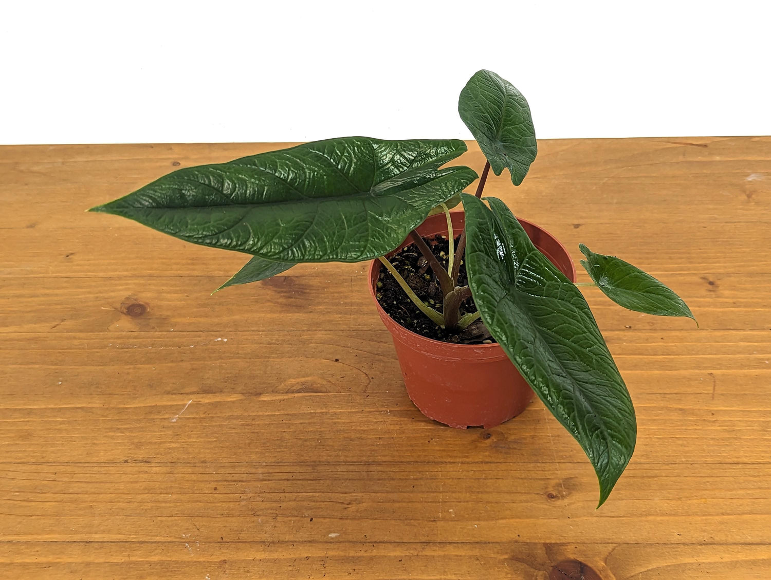 Alocasia Scalprum in 4 inch pot