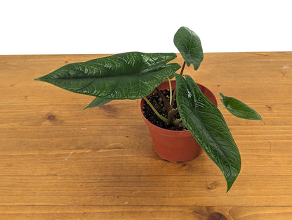 Alocasia Scalprum in 4 inch pot