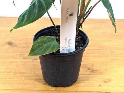 Exact Philodendron Rubrijuvenile &