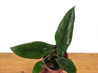 Alocasia Scalprum in 4 inch pot