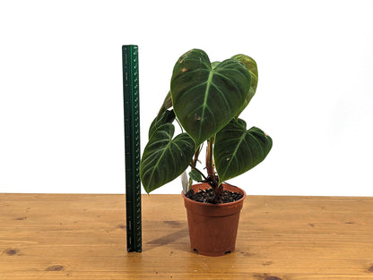 Exact Philodendron Rubrijuvenile &