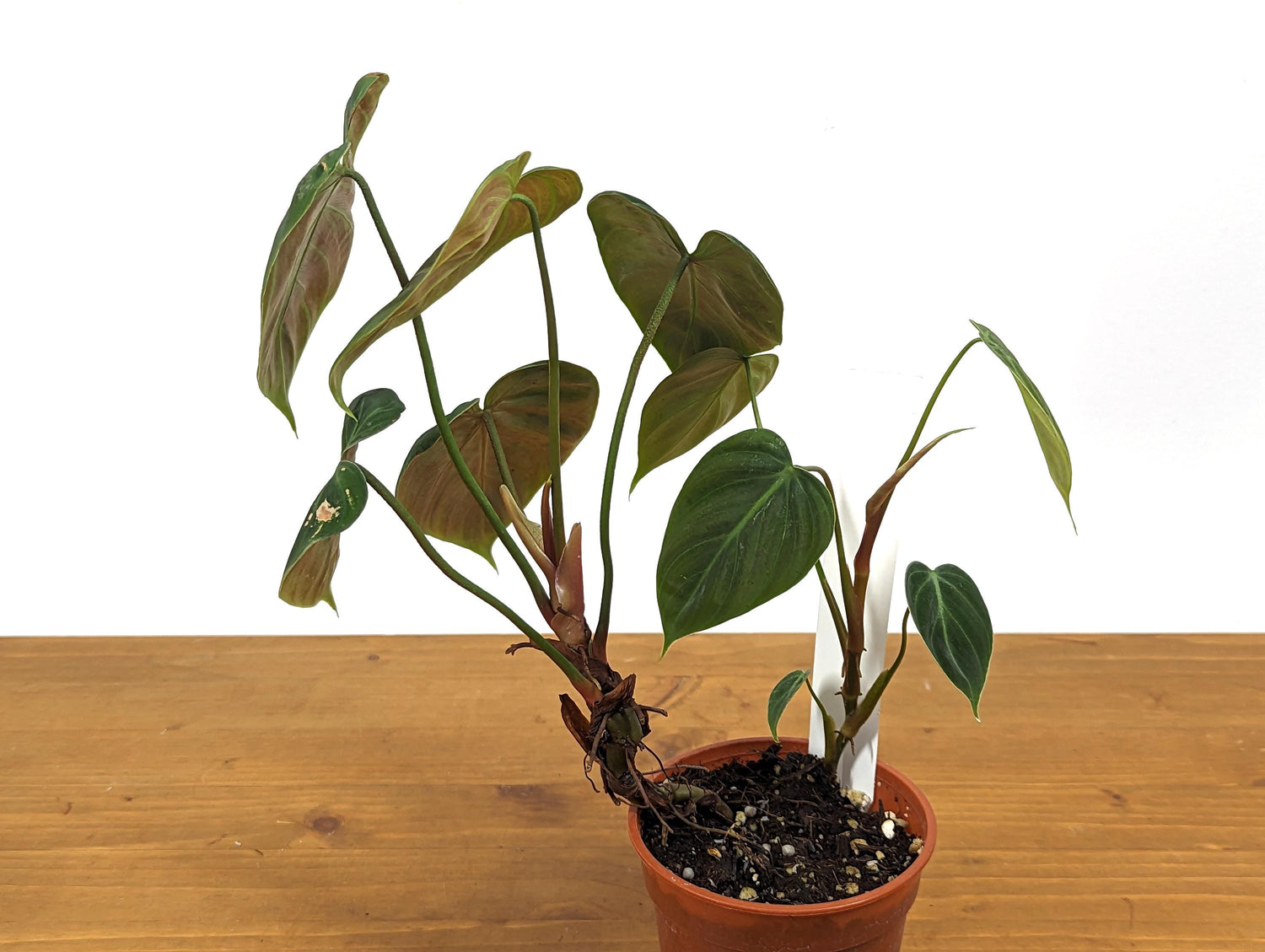 Exact Philodendron Rubrijuvenile &