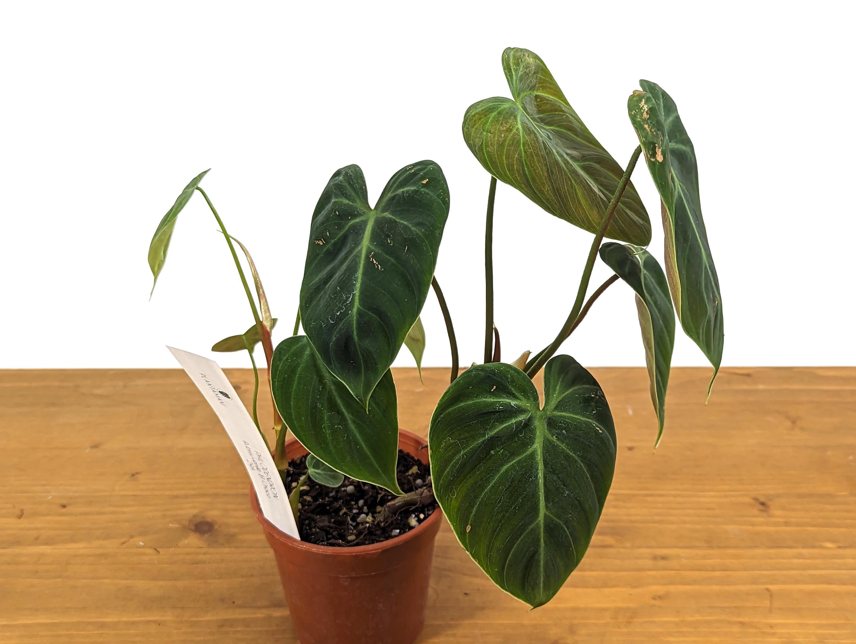 Exact Philodendron Rubrijuvenile &