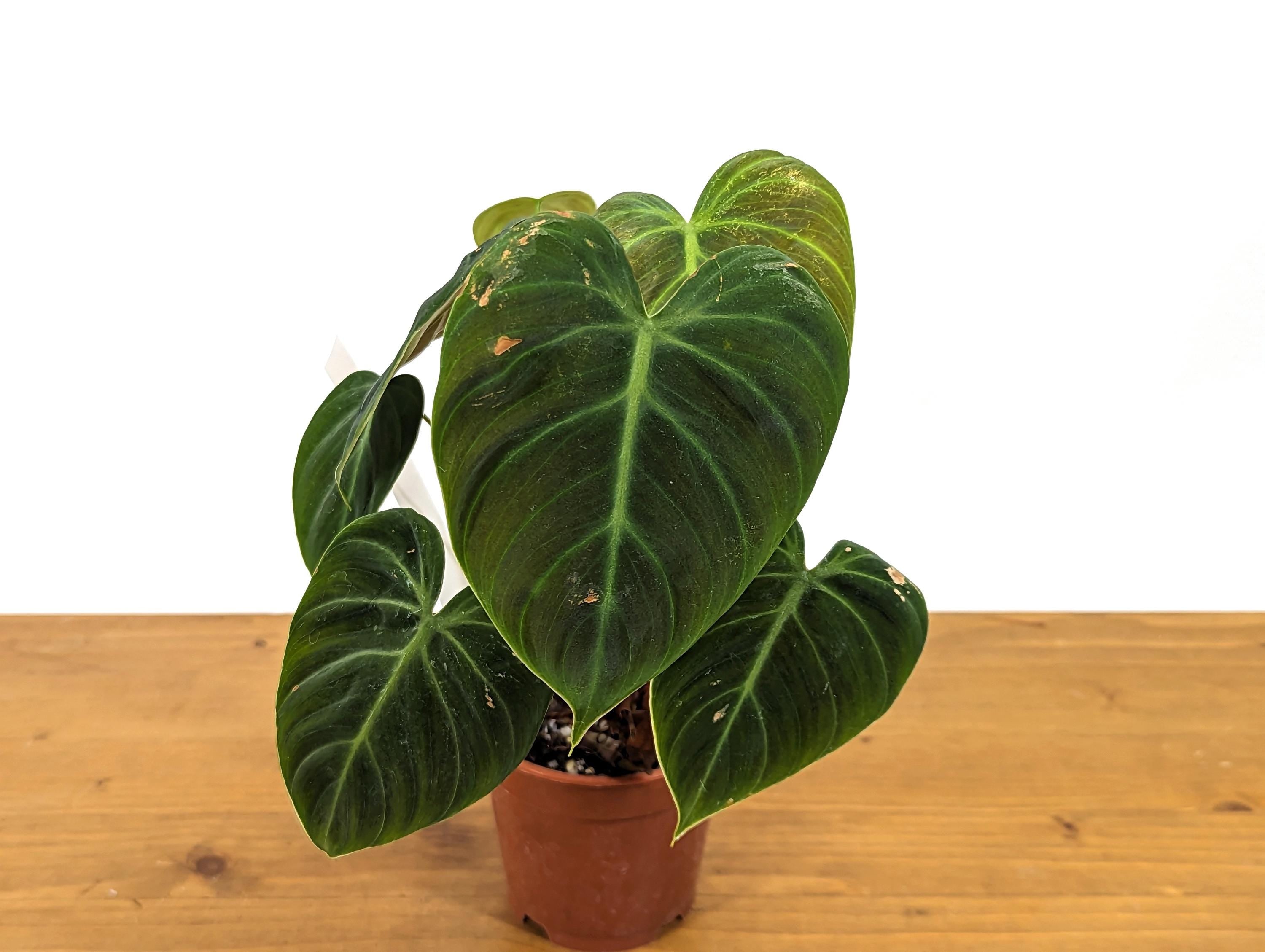 Exact Philodendron Rubrijuvenile &